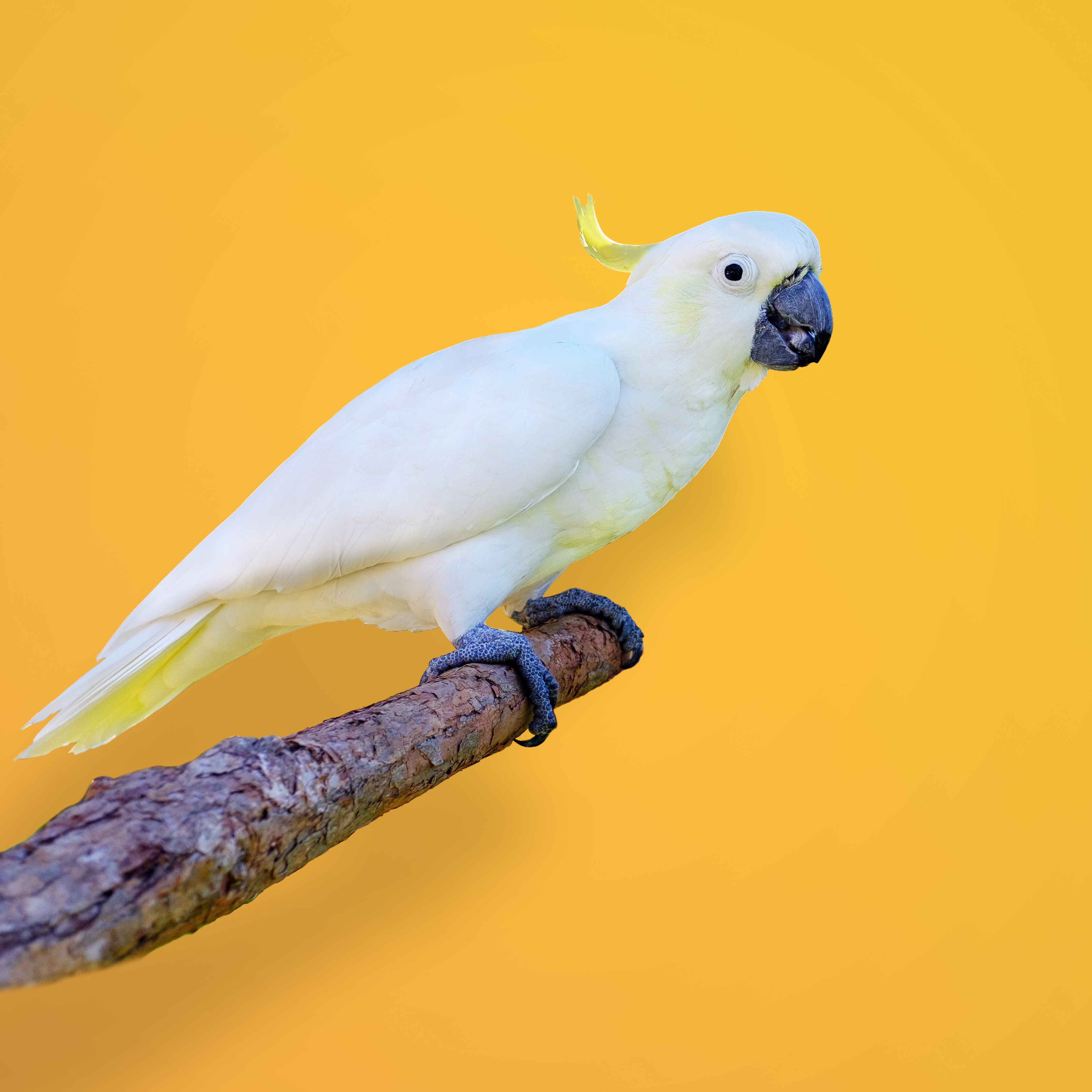 Complete Care & Nutrition Guide for Pet Birds & Parrots in Pakistan